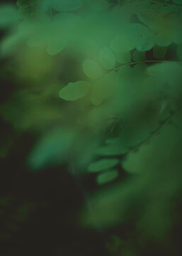 Green leaves background