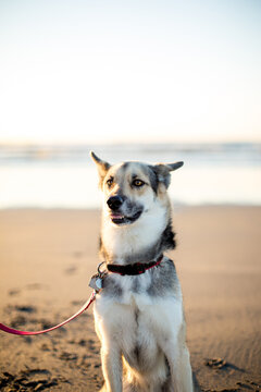 Mixed Breed Dog Sitting and Smiling on Beach