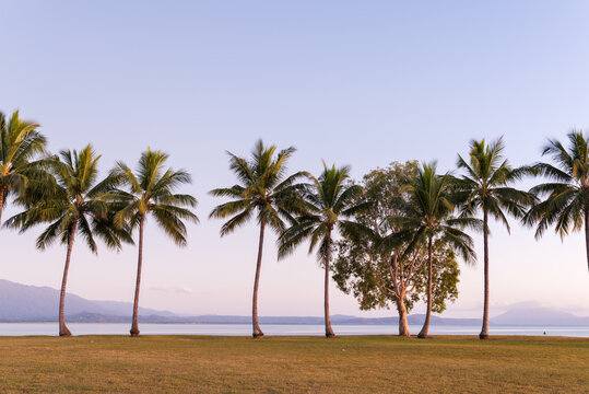 Tall Palm Trees At Dawn