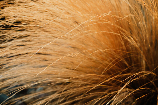 Ornamental grass catching the morning light