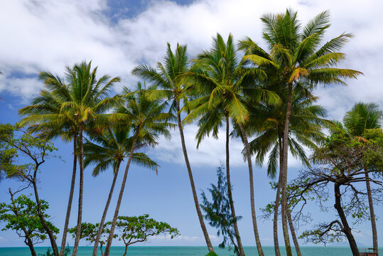 Tropical Palm Trees On Beach
