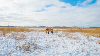 Horses in a white snowy frozen field in wetland in winter, Almere, Flevoland, The Netherlands, February 9, 2020 © Naj