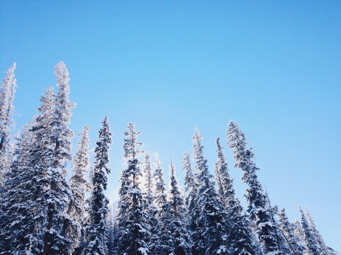 Frosty Snow-covered Pine Trees in the Sun