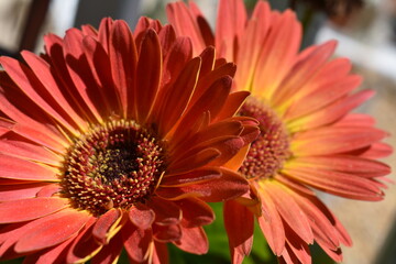 orange gerbera flower