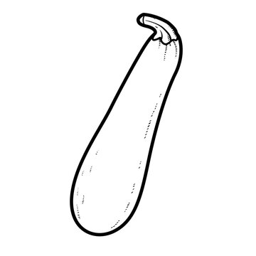 Long courgette zucchini linear drawing on white background