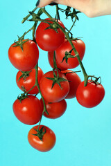 Holding red cherry tomatoes