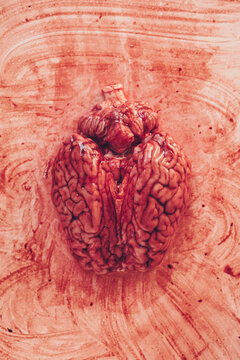 Close up of a brain