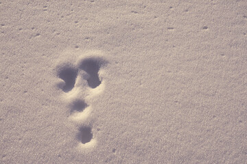 Fototapeta na wymiar The bunny traces on the white snow on a frosty day.