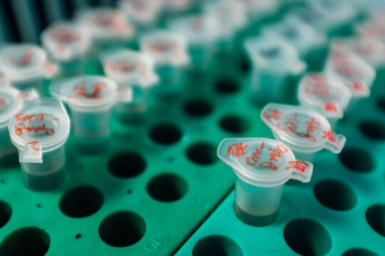plant cells genetic science research in a lab