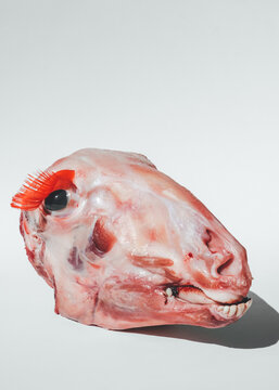 Sheep head with false orange eyelashes
