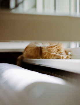 Cat lies on windowsill with face hidden by open window's mullion