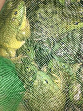 A lot of bullfrogs, in the net pocket