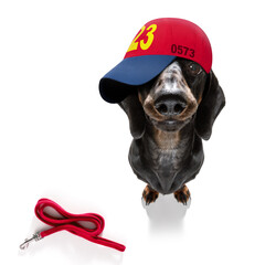 cool baseball cap urban dog