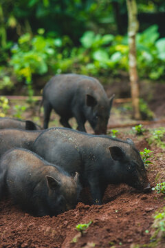 Piggy