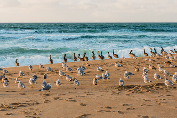 Flock of sea birds on the beach, colony of pelicans and seagulls, California Central Coast