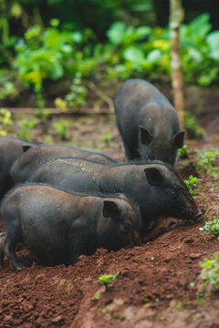 Piggy