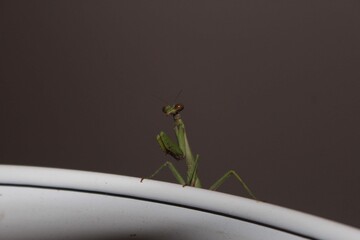 mantis
