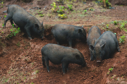 Piggy