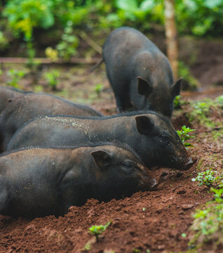 Piggy