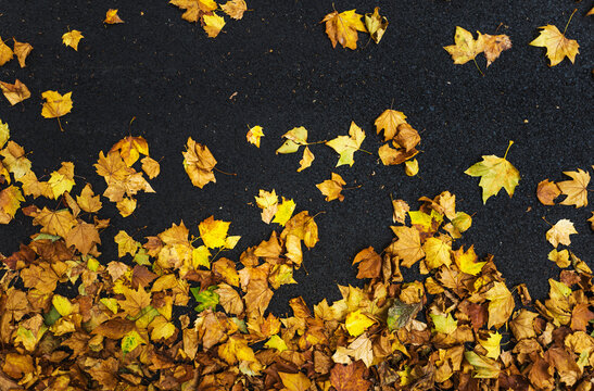 Top view of maple leaves on ground
