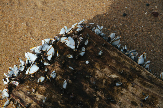 Shellfish attached to a piece of driftwood
