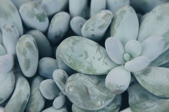 Closeup of grey moonstones succulent