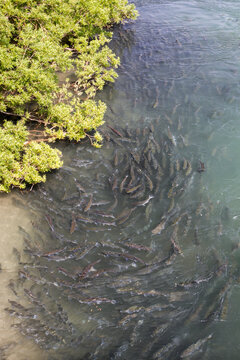 Sockeye salmon coming up a river to spawn