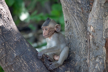 可愛いサル