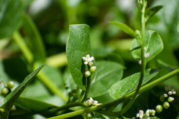 The small white and pink flower of a green Malabar spinach or basella alba perennial vine. The...
