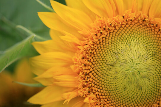 A Vibrant Yellow Sunflower