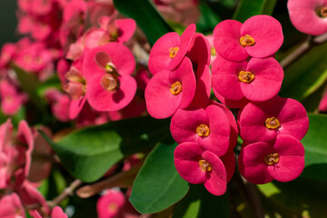 A column of red crown of thorns or euphorbia milii bracts surrounding yellow flowers with a shallow...