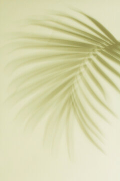 Fototapeta Palm frond shadows
