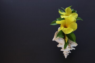 Tropical flowers in a seashell on a black background with a space for text. Yellow flowers.