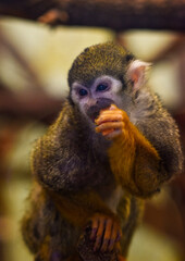 Portrait of a Monkey