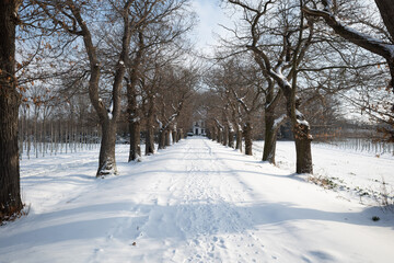 Fototapeta premium Outdoor diminish perspective view of empty street beside row of trees and agriculture field covered by snow in winter season and sunny sky.