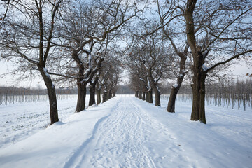 Outdoor diminish perspective view of empty street beside row of trees  and agriculture field covered by snow in winter season and sunny sky.
