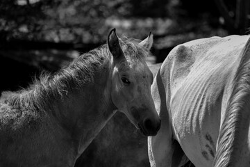 Obraz premium black horse in the stable