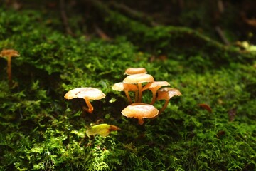 mushroom in the grass