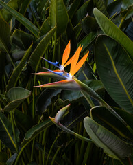 two brightly colored bird of paradise flowers closeup against a dark green leaf background