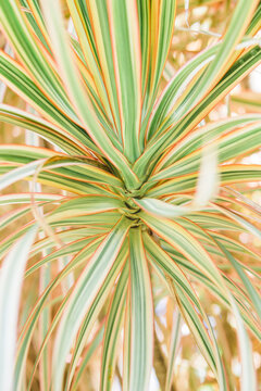 colorful tropical plant close up