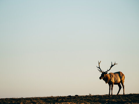 Tule Elk at dusk, Point Reyes National Seashore, California