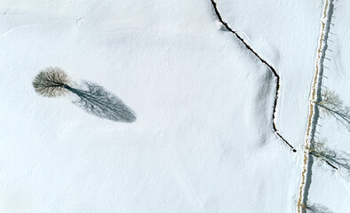 Lonely tree in winter