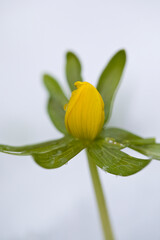 Obraz premium Winter Aconite in snow, United Kingdom
