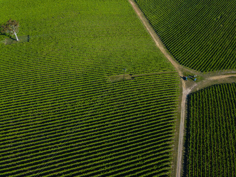 vineyard, aerial view