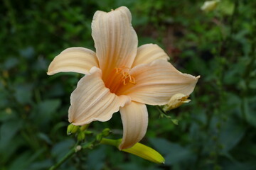 Fototapeta premium Blooming Lily