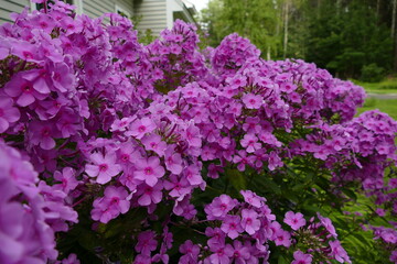 Obraz premium Summer Phlox
