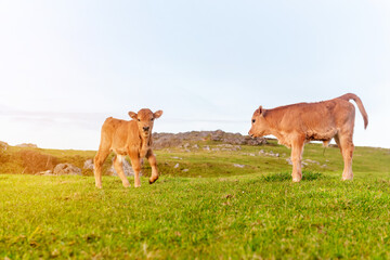 two calm and relaxed brown calves grazing in the green field at sunset. Calf looking at camera.