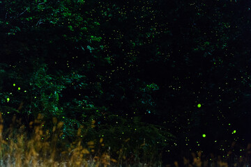 lightning bugs at night