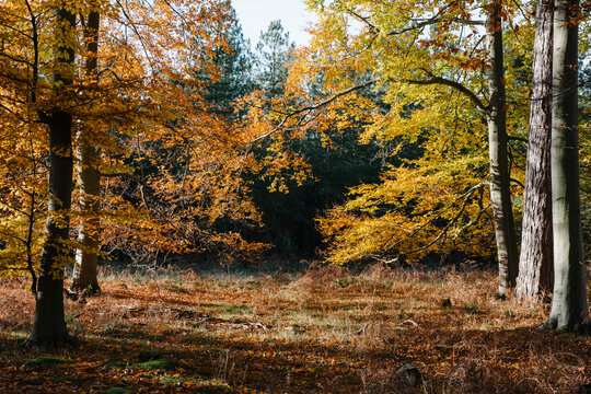 Beech tree and woodland with vibrant autumnal colour. Norfolk, U