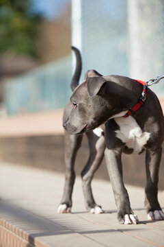 Handsome grey and white pit bull puppy